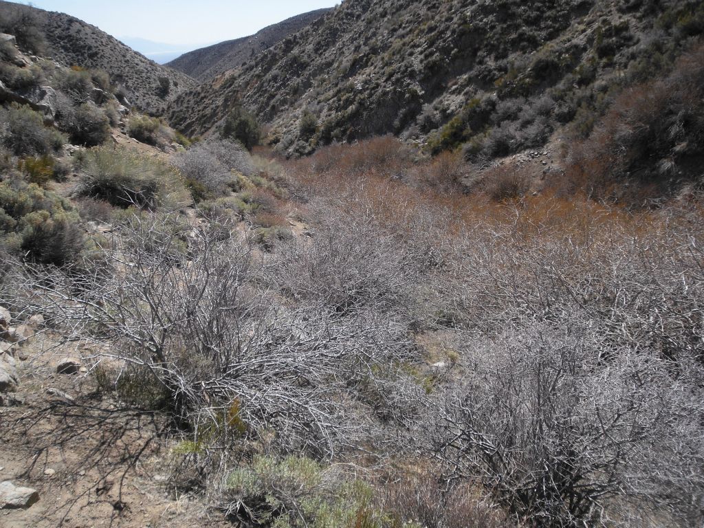 We soon realized that where we couldn't push our way through the branches, it was best to head up the hillside and bypass them, as we did here: