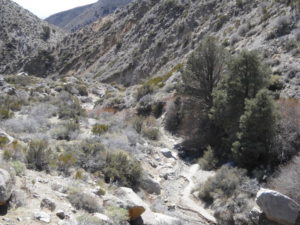 Three tall beautiful trees sitting in the middle of the canyon wash: