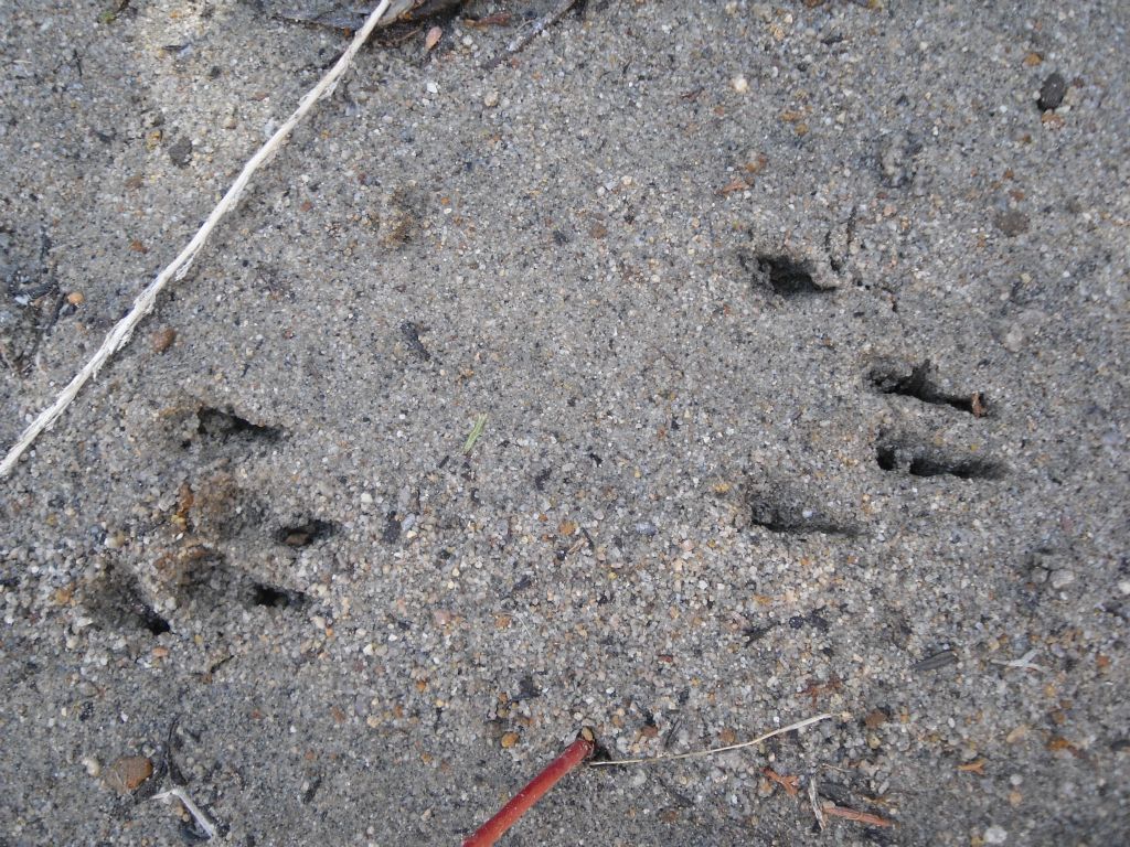 These are the mountain lion tracks mentioned in my introductory comments.  They are claw markings from a cat that was moving briskly.  Fellow hiker Patrick made the comment that "although we never saw the cat, I'm betting he had his eyes on us at one point."  Very likely: