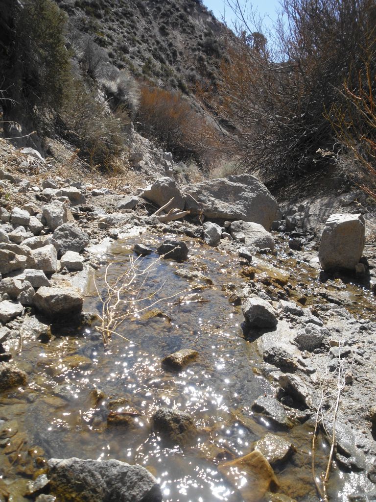 Two more pictures of the spring.  It's amazing that the spring was flowing down the middle for the entire length of the canyon.  I've never seen that before: