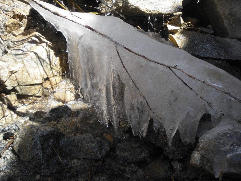 Check out this beautiful ice formation which has formed on a branch: