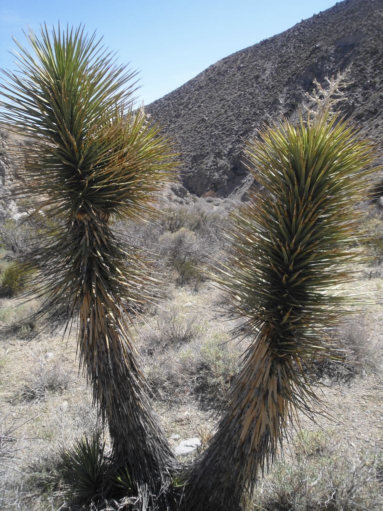 Joshua Trees were a regular feature inside Mill Canyon: