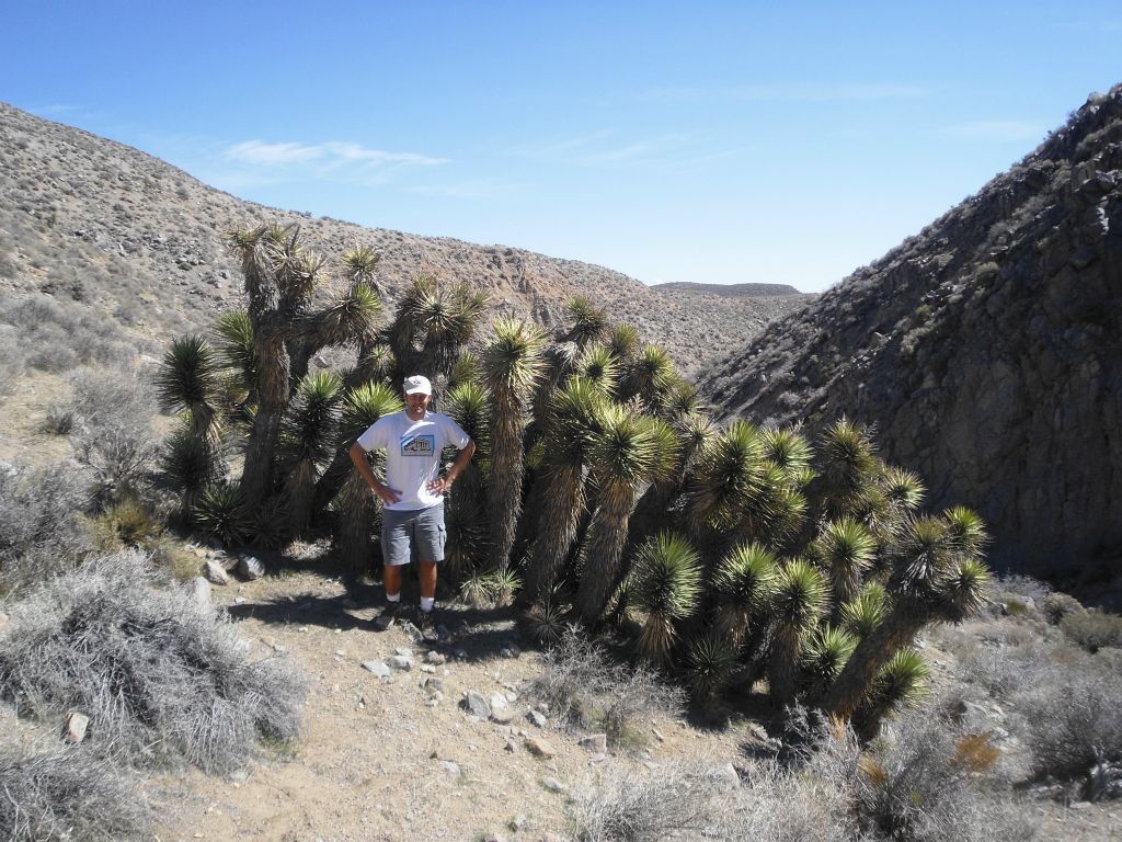 Steve next to a large group of Mill Canyon Joshua Trees: