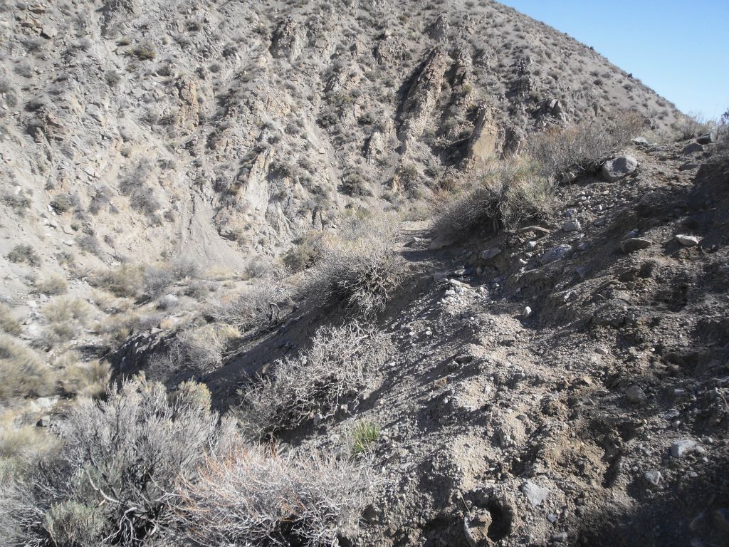 Look closely at the trail I'm following up in this picture and you can see that it is a clear path.  The burros and wild cows who live in Mill Canyon maintain the bypass trails in the lower half of the canyon.  They also destroy and trample on all of the vegetation: