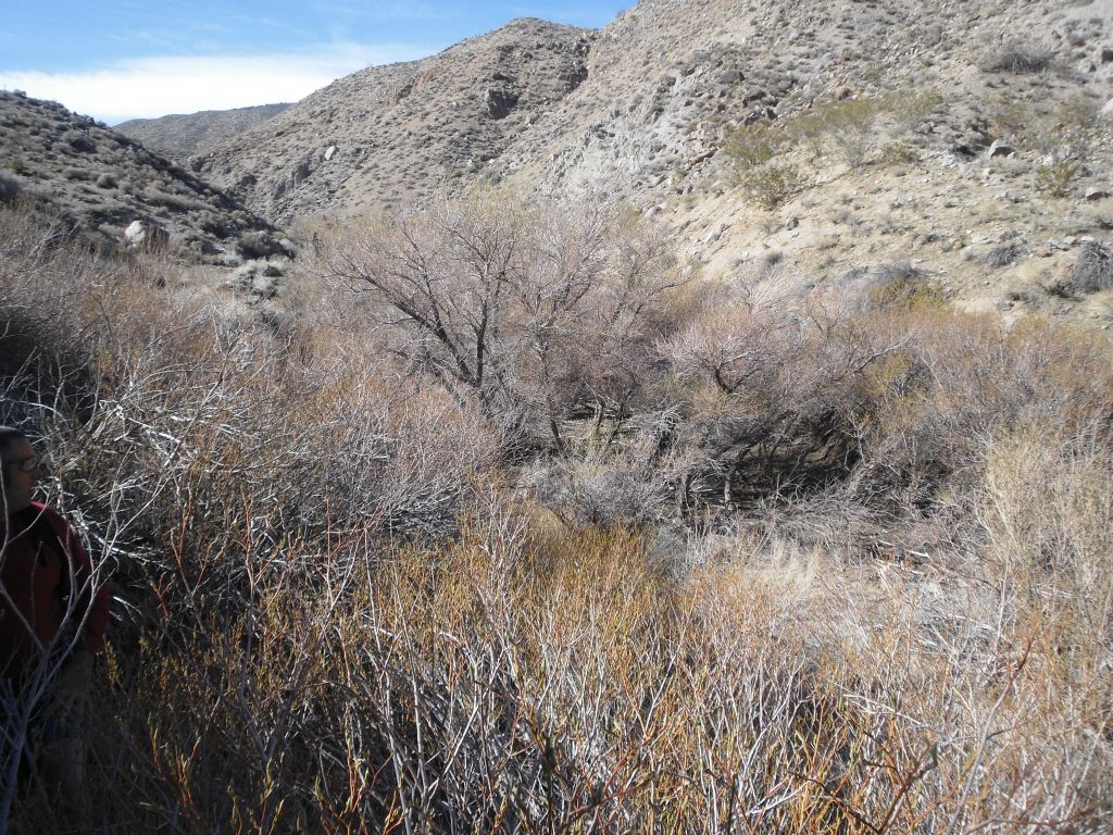 The next two photos show how thick the brush and trees got inside the canyon wash.  Navigation became a lot slower for a while: