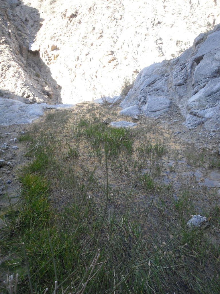 As the water flows through the grass, it is making its way towards the edge:
