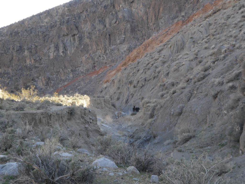 We soon met up with a few Mill Canyon residents -- two burros and one wild cow.  Earlier in the hike, we had passed by two other wild cows: