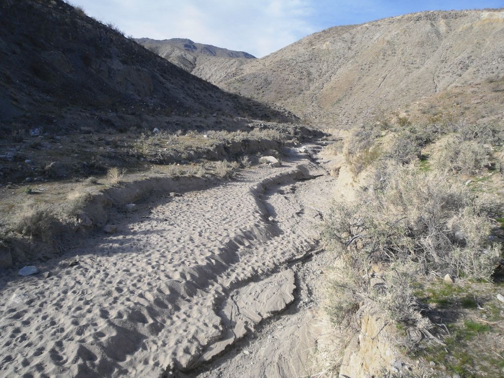 Check out the tracks in the sand of the canyon wash.  Mill Canyon definitely receives a lot of visitation, but not from humans: