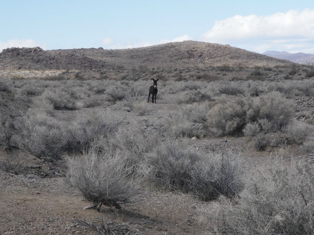 When I dropped into the wash leading to Rainbow Canyon, this burro was there to greet me.  The wash is known as the Santa Rosa Wash: