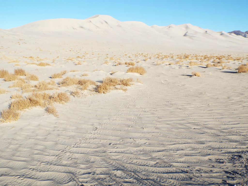 As we got into the back half of the dunes, the ground became completely covered by sand: