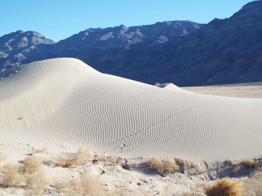 This small sand hill was completely covered by sand patterns, with only a small animal's diagonal tracks breaking up the lines: