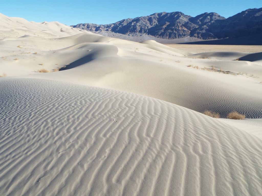 Miles of sand only interrupted by small plants surviving in the harsh environment:
