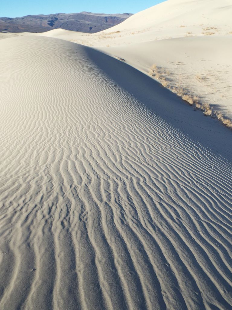 More patterns, shadows, and plants along the low ridgeline we were following: