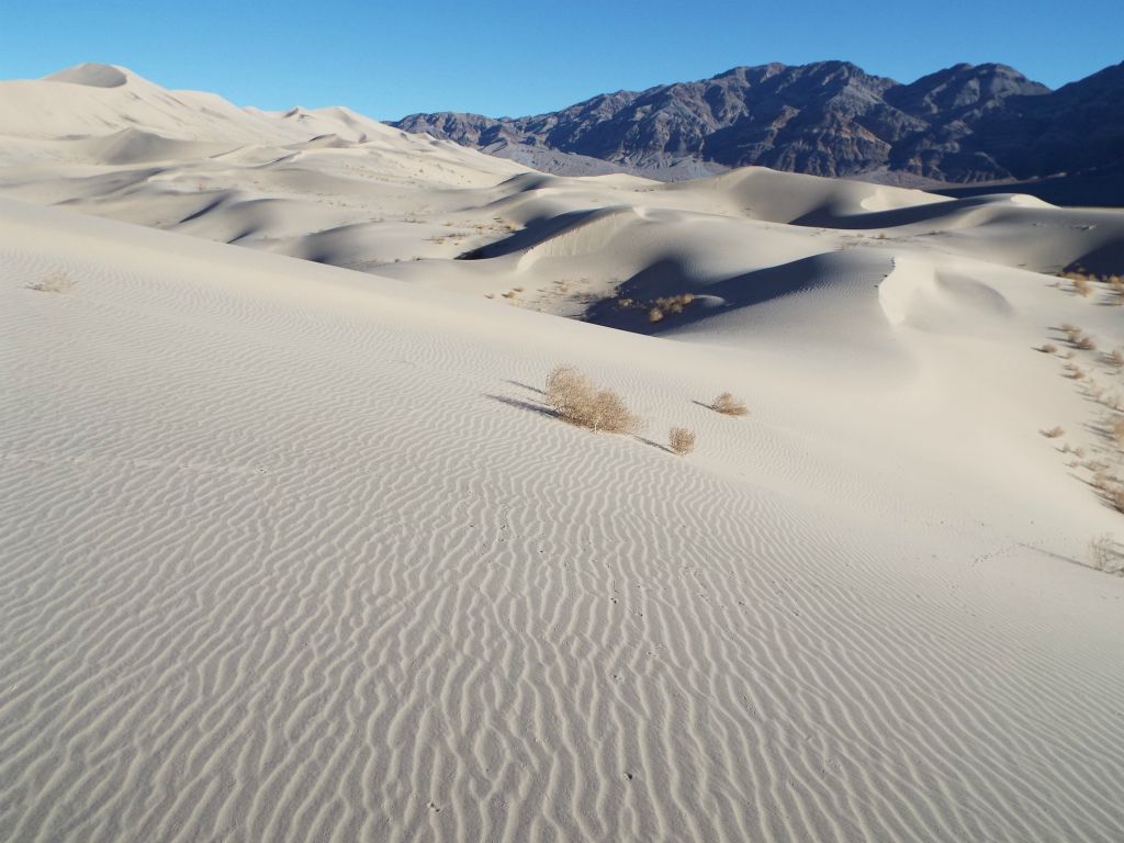 It is said that the Eureka Dunes store water beneath the surface very well and that perhaps allows plants to survive and sometimes thrive here: