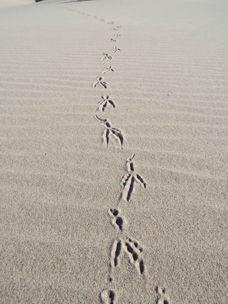 These tracks were made by a raven walking along the sand: