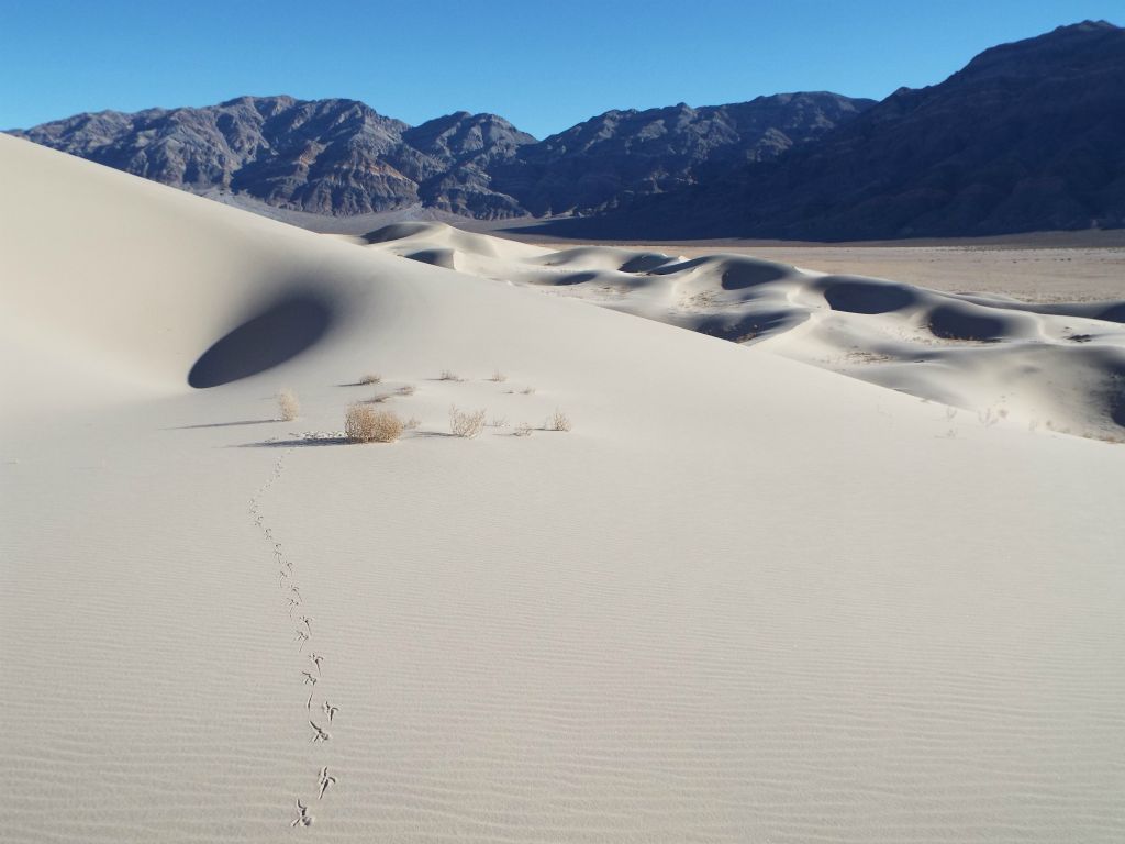 Notice the footprint tracks seen in the bottom half of the picture: