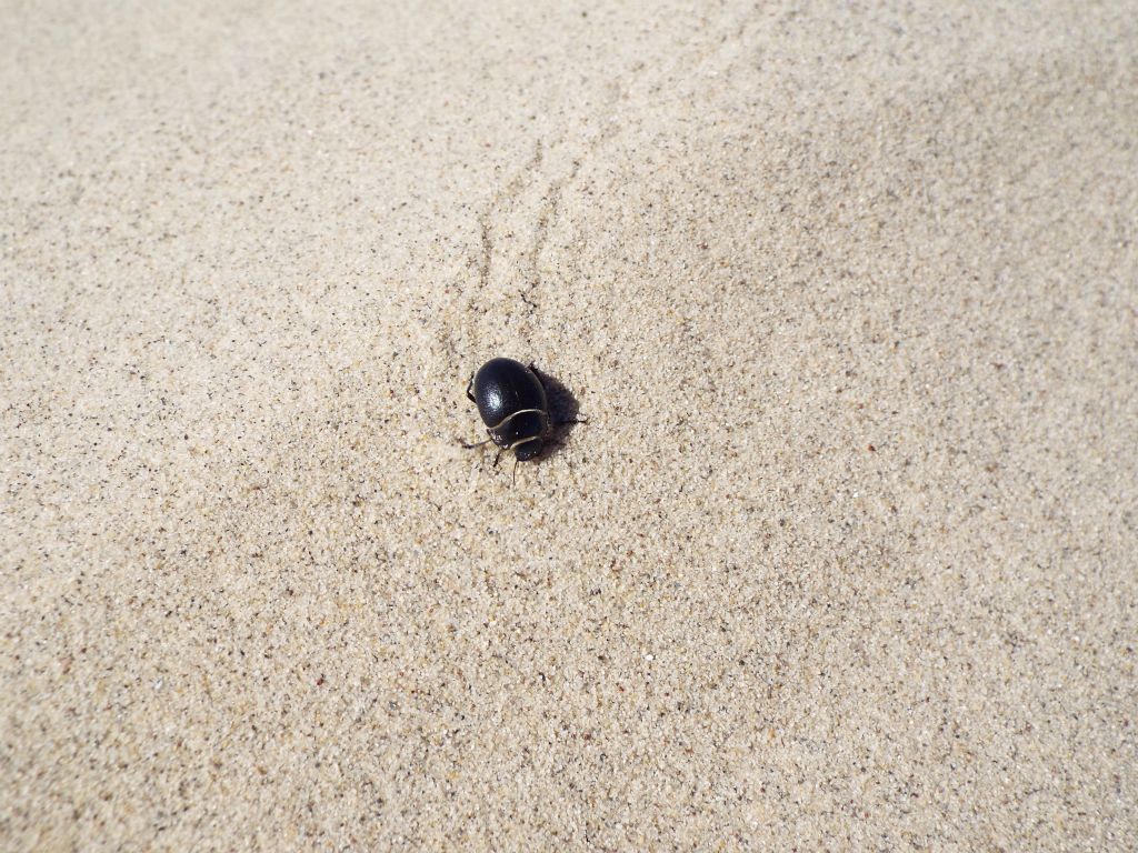 One of the endemic Eureka Dunes beetles walking along the high sand: