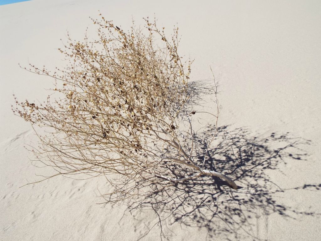 One of the plants which is managing to survive on the sand dunes: