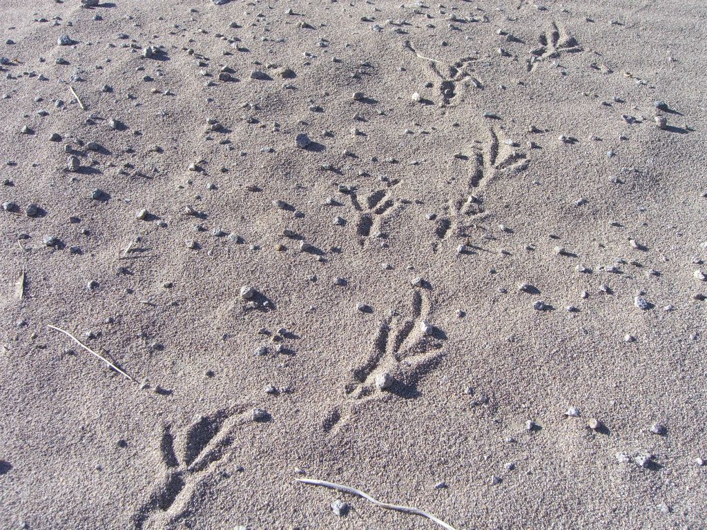 These are raven tracks which we found at the bottom of the dunes: