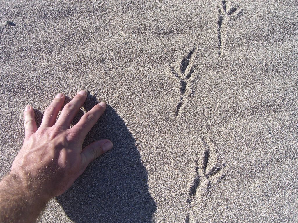 Steve comparing his hand to the size of the raven tracks across the sand: