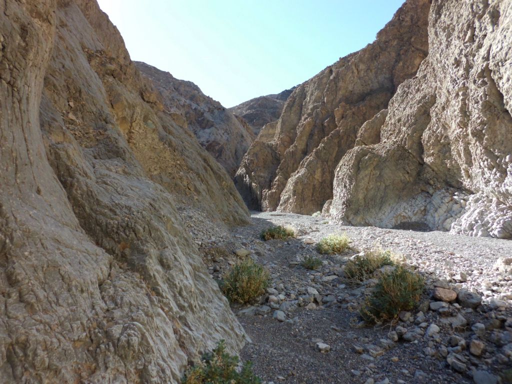 A few small plants thriving in the canyon wash: