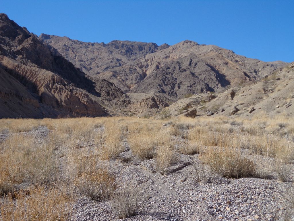 Looking farther up the canyon.  Notice, once again, the large amount of bushes in the wash: