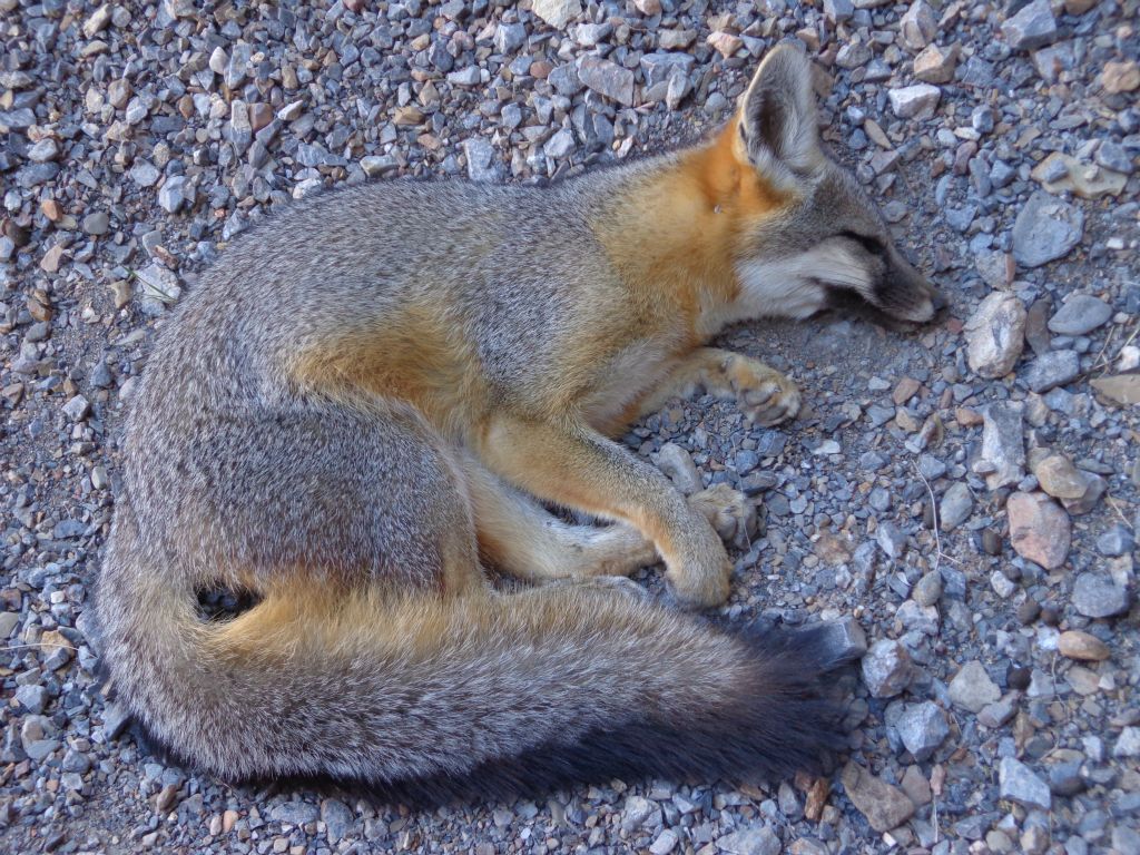 A close-up of the Kit fox.  You can see why we wondered if it was just sleeping.  It hasn't been dead very long: