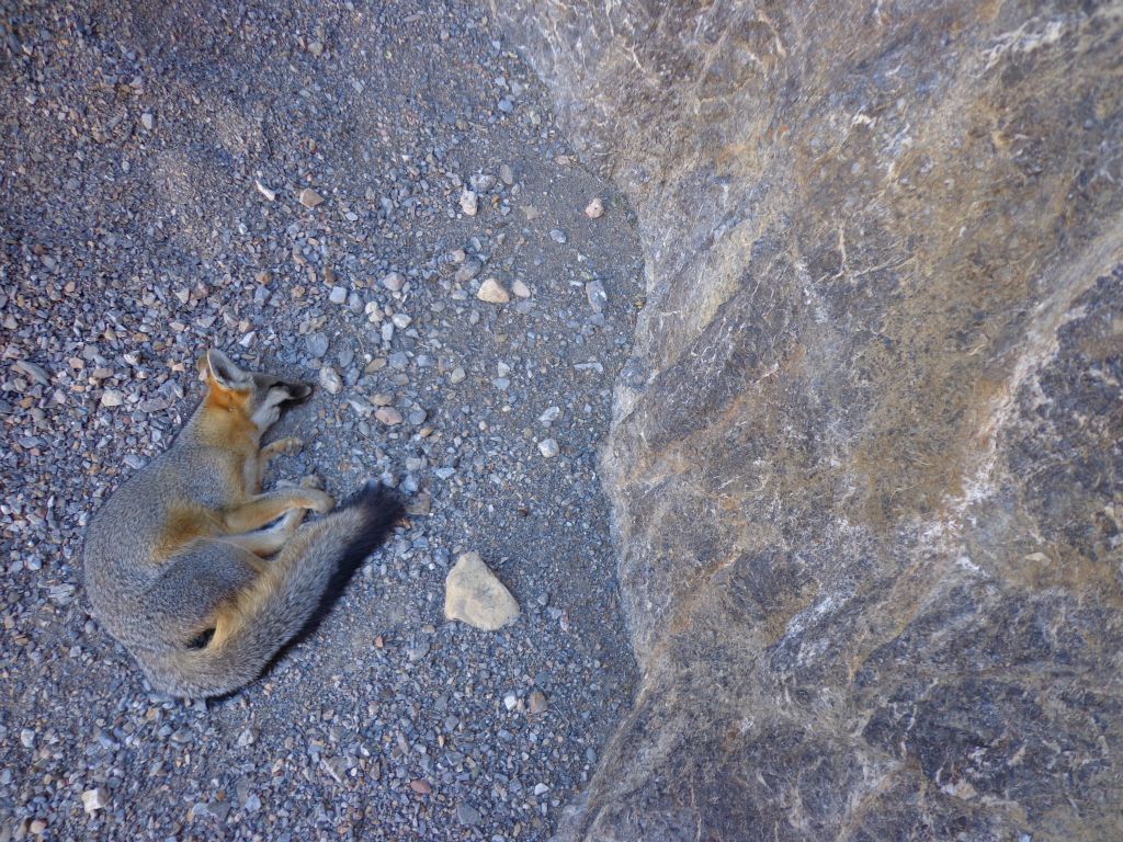 A shocking sight that we walked up on.  A recently deceased Kit fox in its final resting place at the base of the 2nd dry fall: