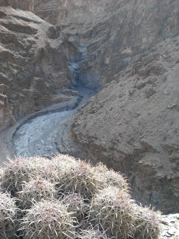 Barrel cactus framing the narrows far below: