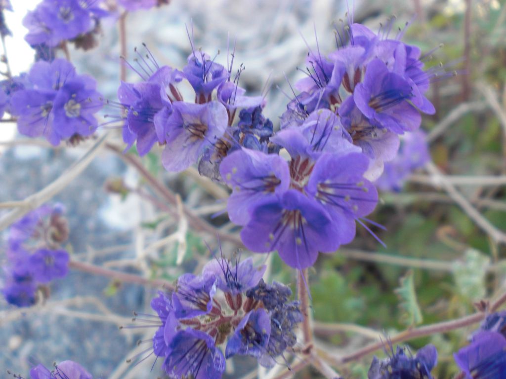 Phacelias and other flowers were in bloom during our March 2009 visit: