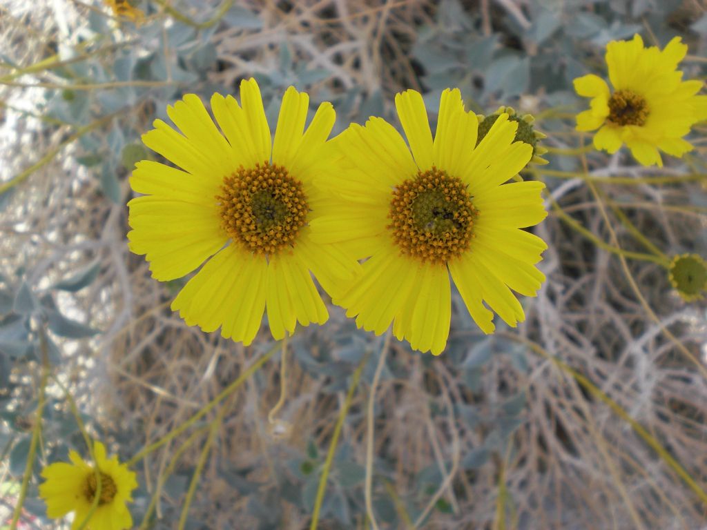 A close-up of some yellow flowers that we passed by in full bloom: