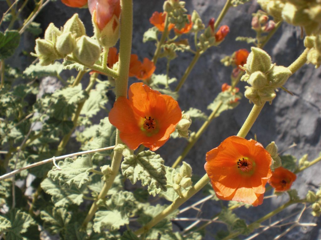 Globemallows were in bloom throughout the canyon: