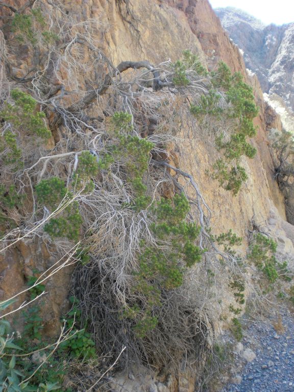 This picture shows the vine-like trees and plants growing directly out of cracks in the vertical canyon wall.  My personal feeling is that this unique characteristic is why this place was named Trellis Canyon.  I only wish that I had taken more pictures of this interesting feature: