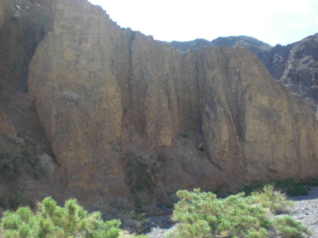 More large plants growing directly in the wash: