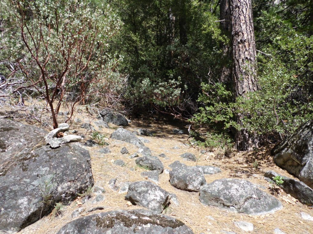 The trail begins as an easy walking path through the woods: