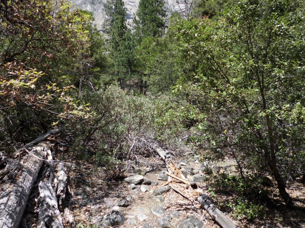 The trail goes through and around a large amount of trees: