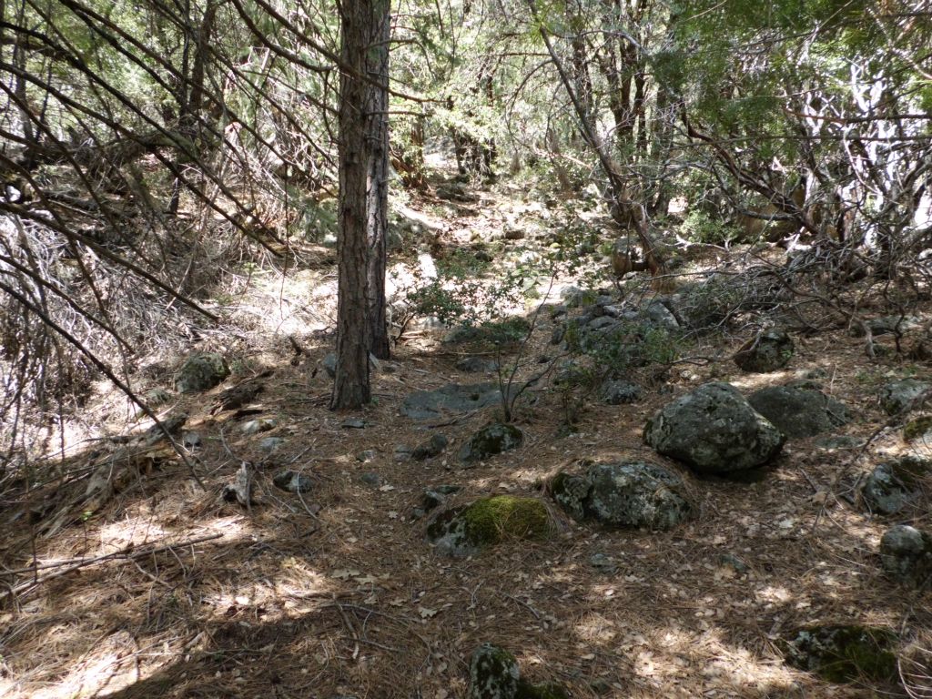 Much of the time, a faded path was visible on top of the brush and growth on the ground: