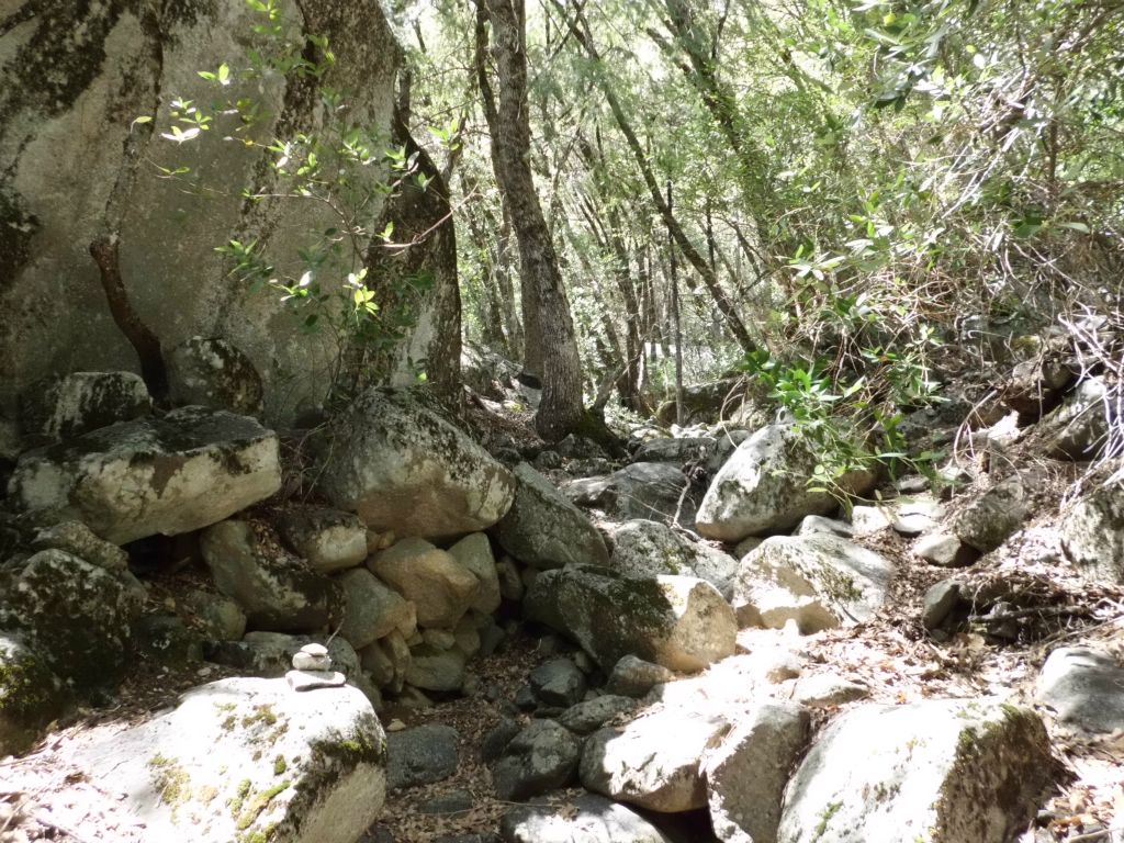 Continuing to climb through the forest through a gully: