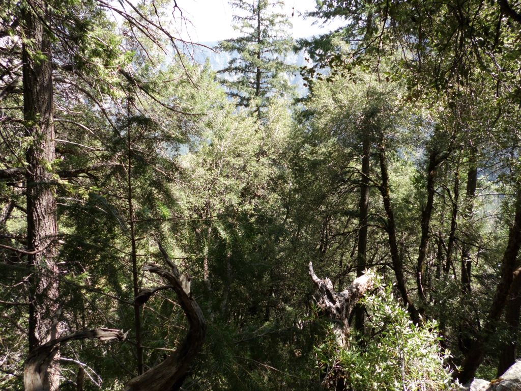 Looking down at the forest below while we hiked the steep trail: