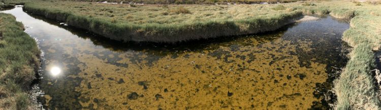 Cyanobacteria pond panoramic
